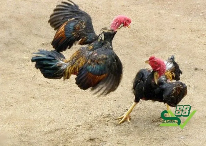 Những vảy gà tốt nhất trong 78 vảy gà tốt nên chọi
