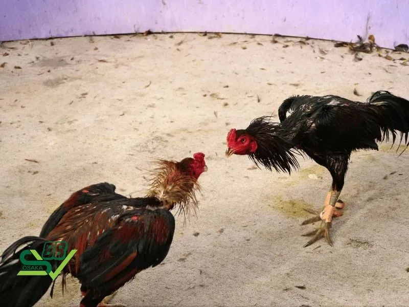 Giới thiệu thông tin tổng quan về đá gà
