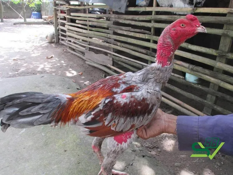 Chế độ dinh dưỡng cho gà chọi đá khỏe chân