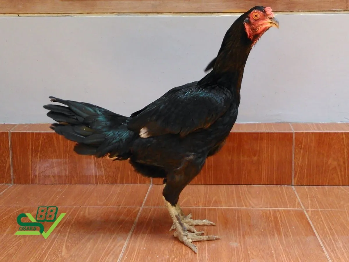 Những lợi ích mang lại trong cách vần gà tơ