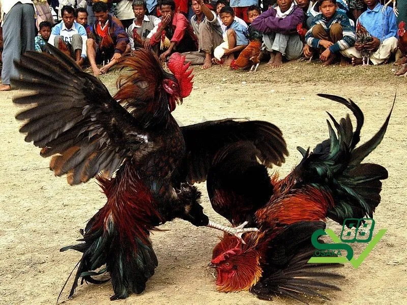 Người tham gia đá gà cần tuân thủ đúng luật