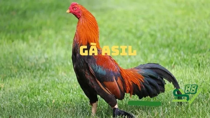 Dòng gà Mỹ Asil có lối đá mạnh mẽ