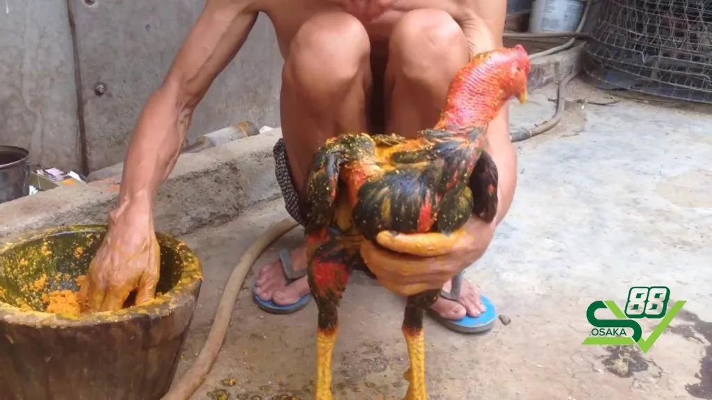 Các cách om gà chọi tơ hiệu quả nhất