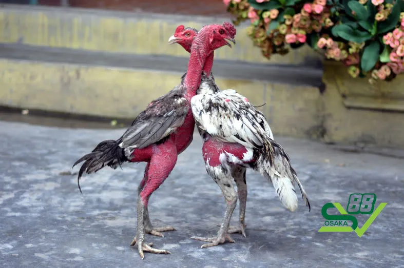Các bài tập luyện cơ chân hiệu quả cho gà chọi