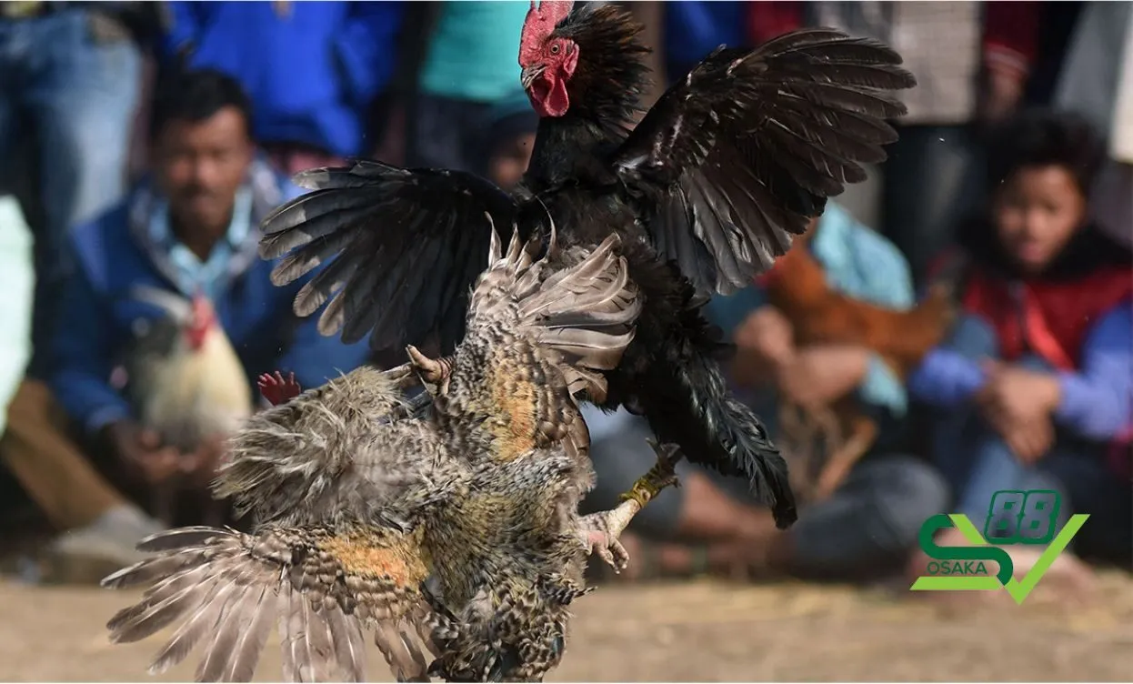 Quy trình huấn luyện gà đá - Chăm sóc gà từ khi còn nhỏ